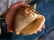 Beautiful Milk Conch Seashell, gem quality conch shell, 13 cm large